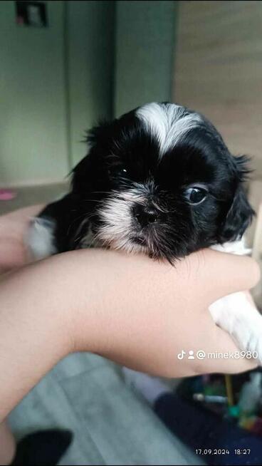 Pieski Shih Tzu