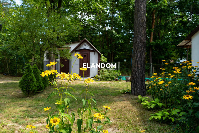 Duża działka w otoczeniu lasów Falenica