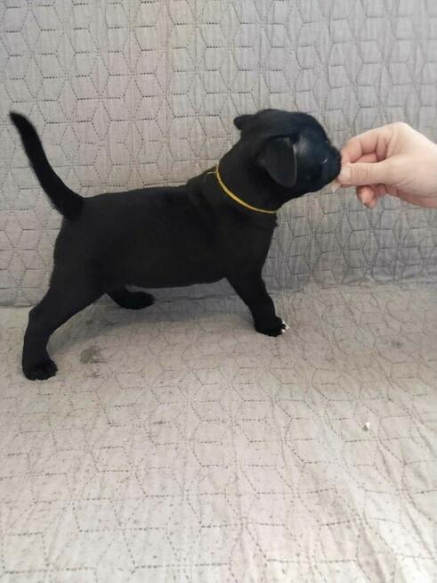 Staffordshire Bull Terrier