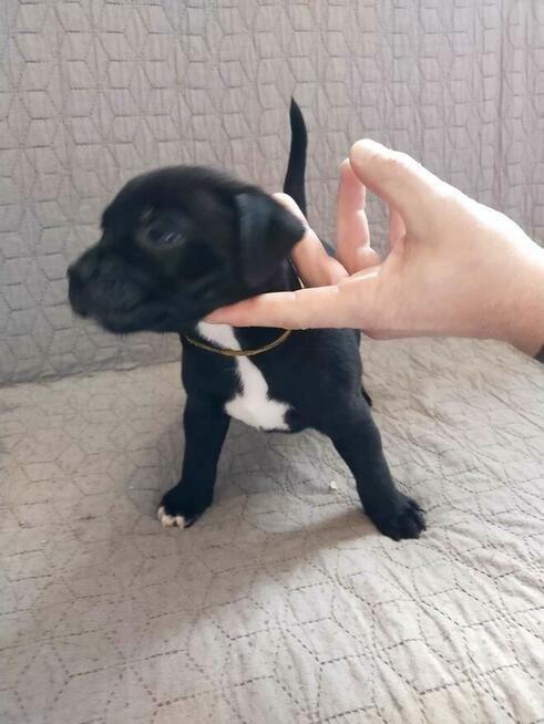 Staffordshire Bull Terrier