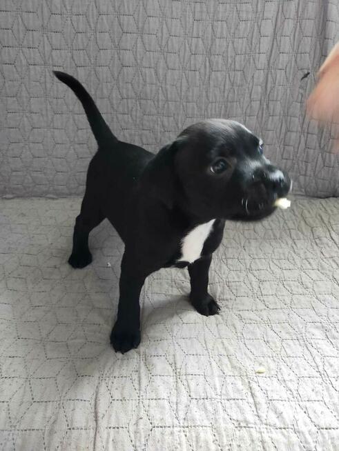 Staffordshire Bull Terrier