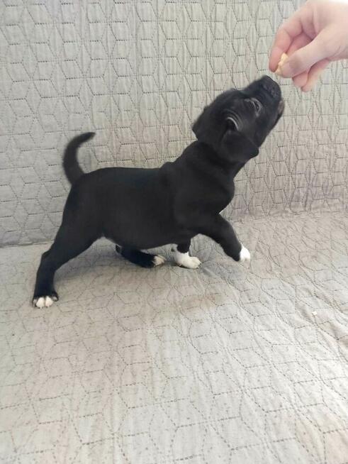 Staffordshire Bull Terrier