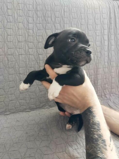 Staffordshire Bull Terrier