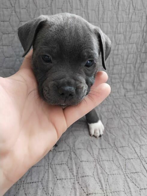 Staffordshire Bull Terrier