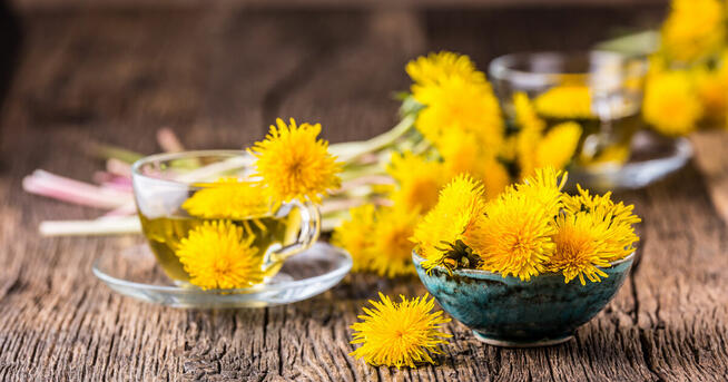 Sprzedaż hurtowa Korzeń mniszka od producenta