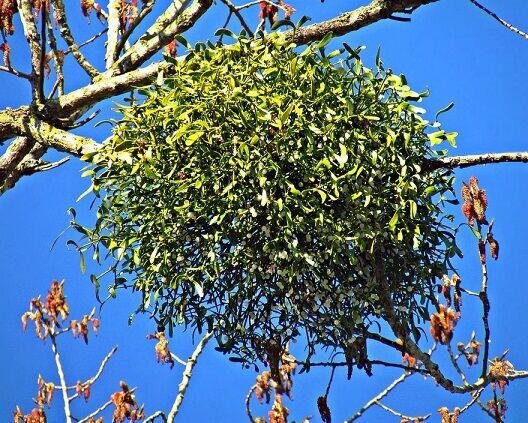 Sprzedaż hurtowa Jemioła pospolita od producenta