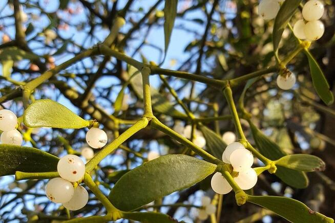 Sprzedaż hurtowa Jemioła pospolita od producenta