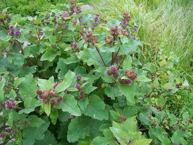 Sprzedaż hurtowa Korzeń łopianu od producenta