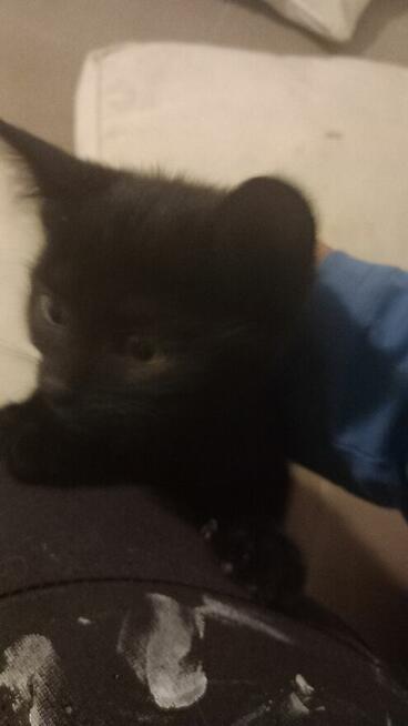 Oddam małe kotki za darmo