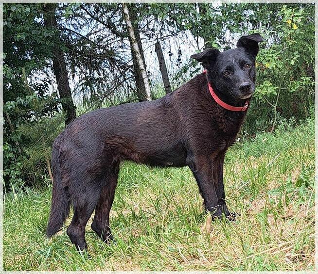 Wana – czy dostanie szansę na domowe szczęście?