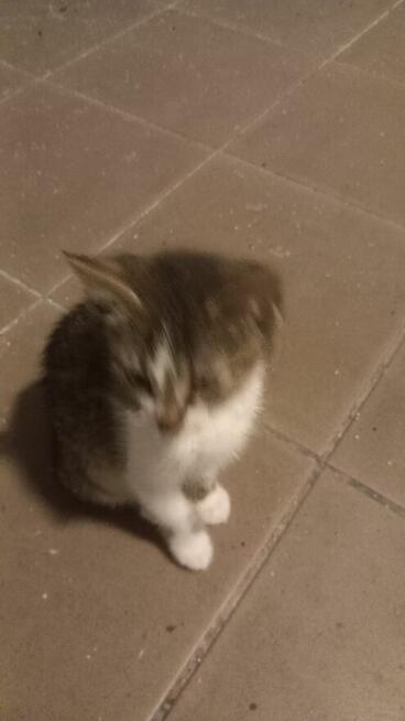 Oddam małe kotki za darmo