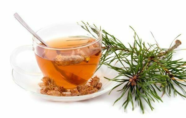 Sprzedaż hurtowa Pąki sosny od producenta