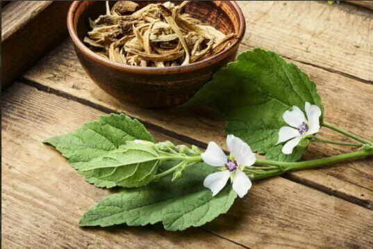 Sprzedaż hurtowa Korzenie Althei od producenta