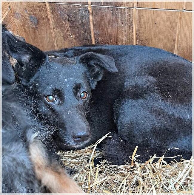 Wana – czy dostanie szansę na domowe szczęście?