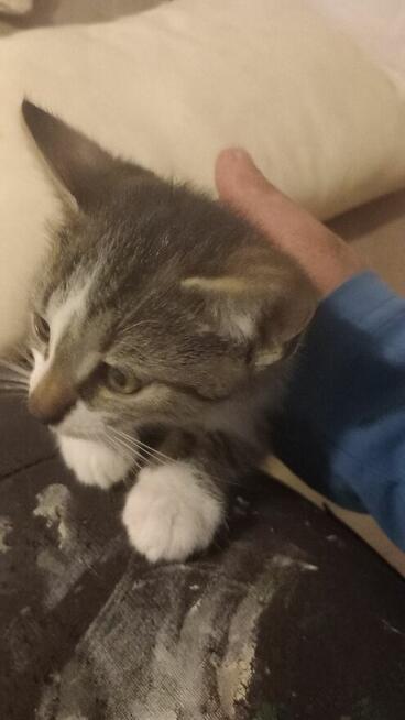 Oddam małe kotki za darmo