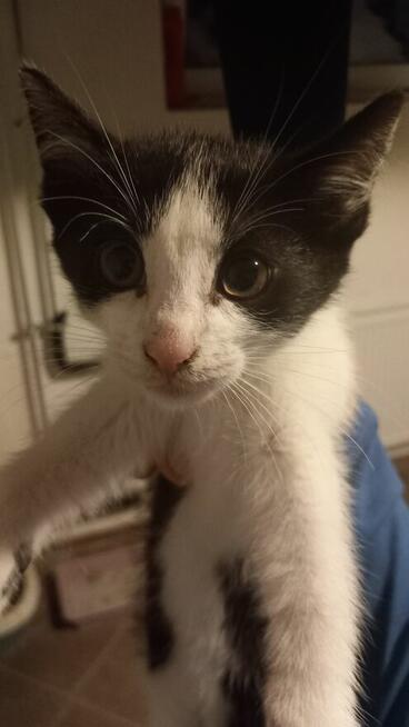 Oddam małe kotki za darmo