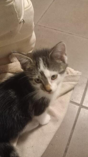 Oddam małe kotki za darmo