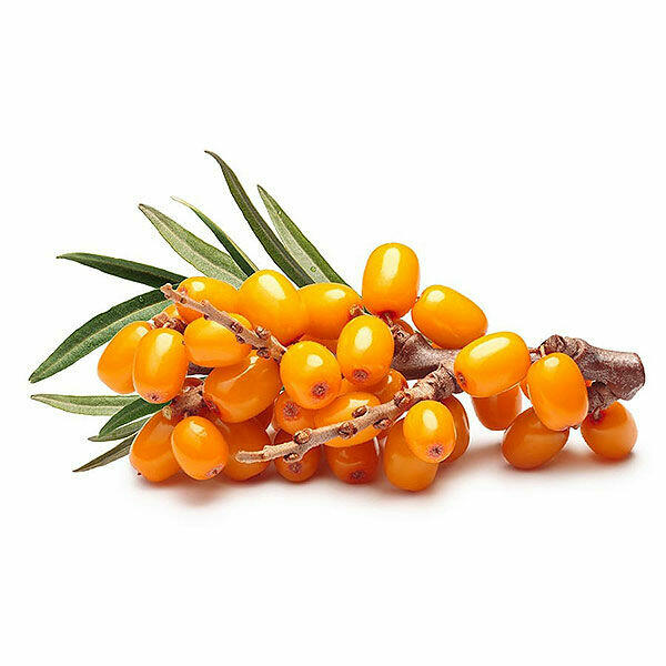 Sprzedaż hurtowa Rokitnik od producenta