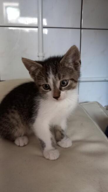 Oddam małe kotki za darmo