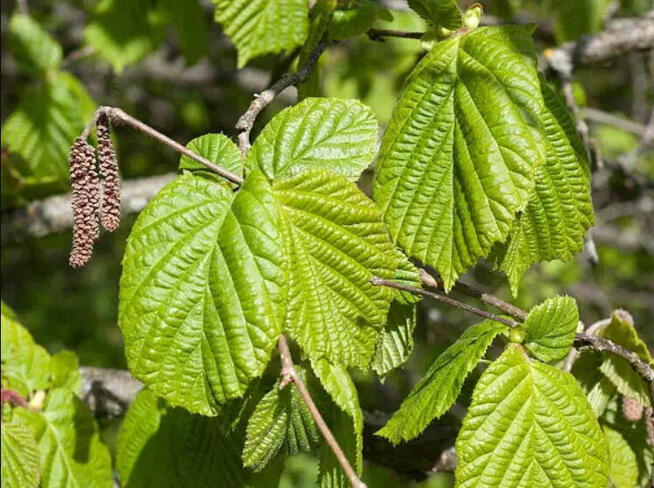 Sprzedaż hurtowa Leszczyna pospolita od producenta