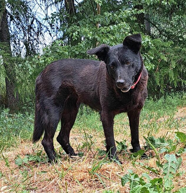 Wana – czy dostanie szansę na domowe szczęście?