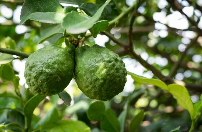 Sprzedaż hurtowa Bergamotka od producenta