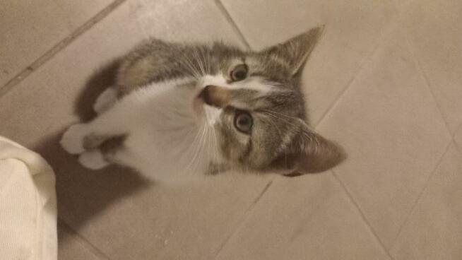 Oddam małe kotki za darmo