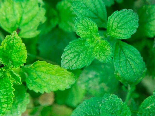 Sprzedaż hurtowa Melisa od producenta po optymalnych cenach