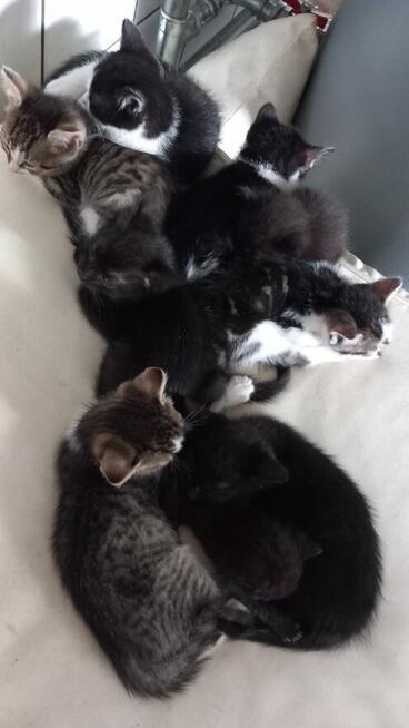 Oddam małe kotki za darmo