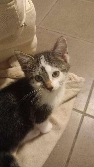 Oddam małe kotki za darmo