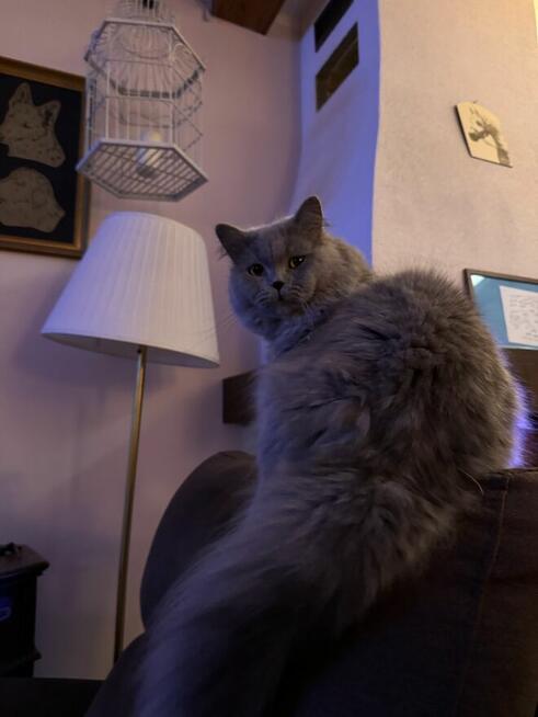 Kot brytyjski zaprasza na krycie