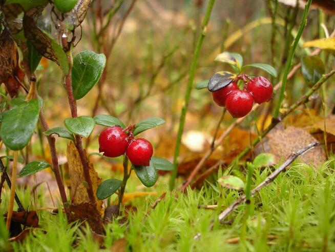 Sprzedaż hurtowa Borówka brusznica od producenta