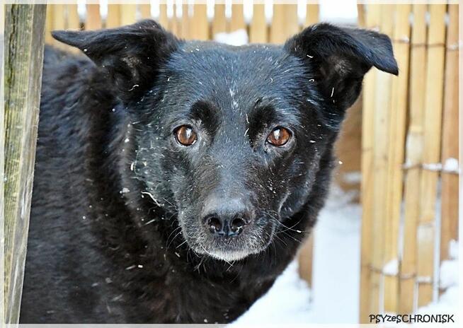 Wana – czy dostanie szansę na domowe szczęście?