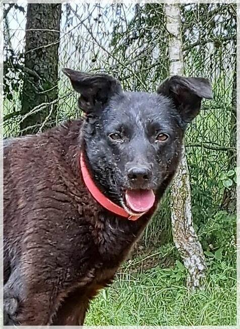 Wana – czy dostanie szansę na domowe szczęście?