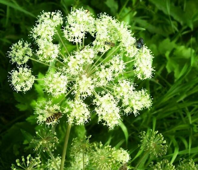 Sprzedaż hurtowa Biedrzeniec mniejszy od producenta