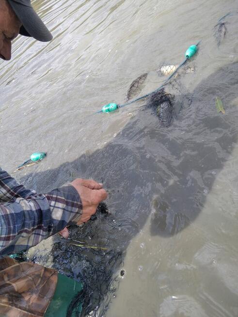 Sieci rybackie wonton drgawica żak