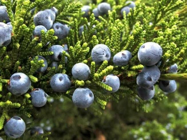 Sprzedaż hurtowa Jałowiec od producenta