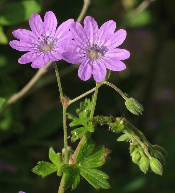 Sprzedaż hurtowa Bodziszek od producentа
