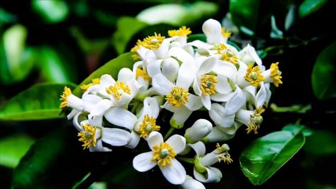 Sprzedaż hurtowa Mirra od producenta po optymalnych cenach