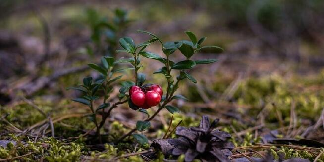 Sprzedaż hurtowa Borówka brusznica od producenta