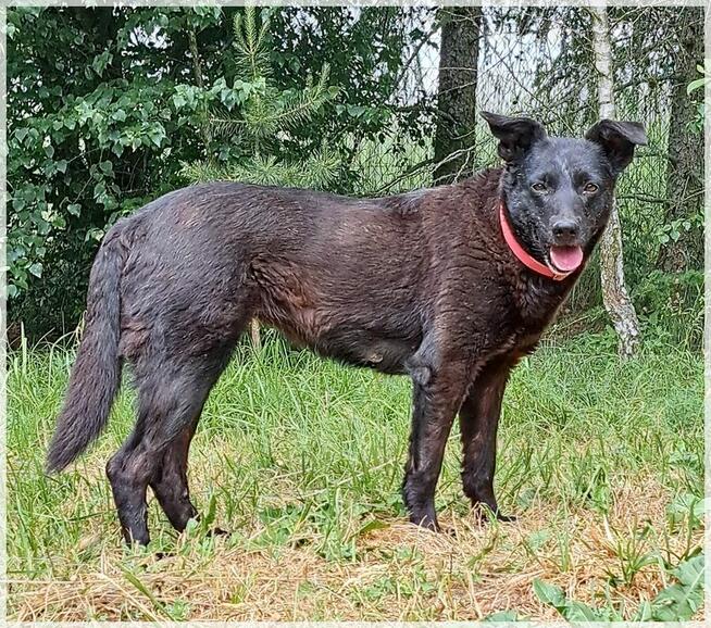 Wana – czy dostanie szansę na domowe szczęście?