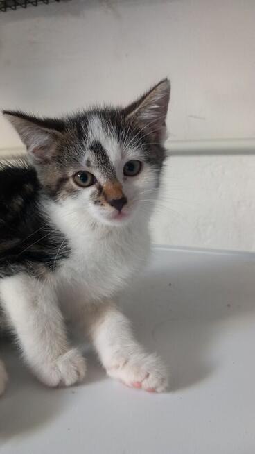 Oddam małe kotki za darmo