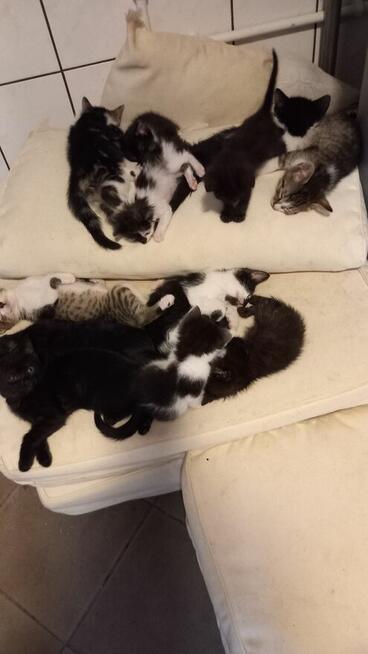 Oddam małe kotki za darmo