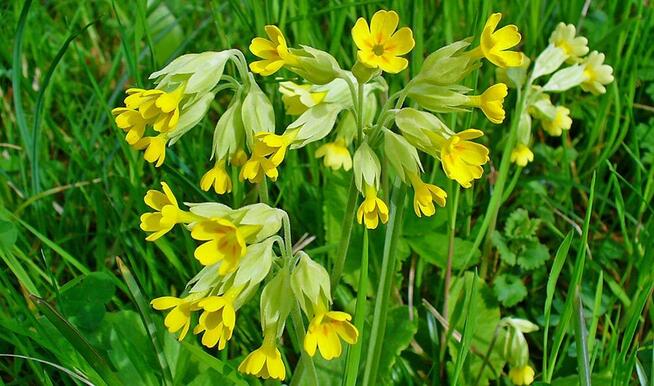 Sprzedaż hurtowa Pierwiosnek lekarski od producenta