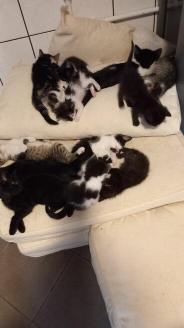 Oddam małe kotki za darmo