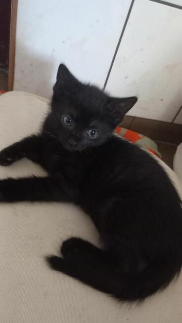 Oddam małe kotki za darmo