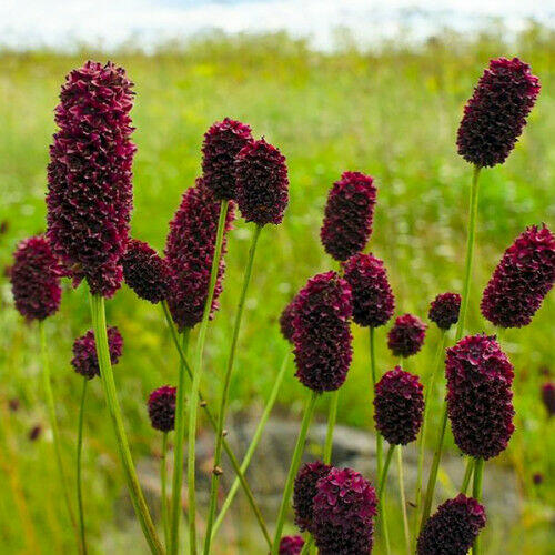 Sprzedaż hurtowa Krwiściąg lekarski od producenta