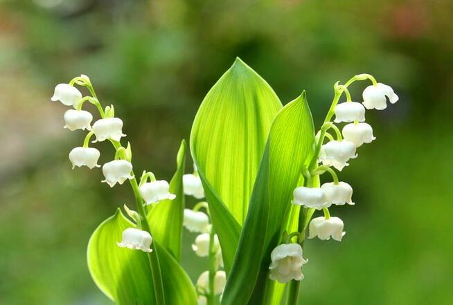 Sprzedaż hurtowa Konwalia od producenta