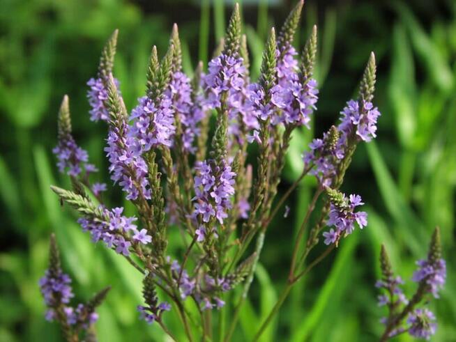 Sprzedaż hurtowa Werbena od producenta po optymalnych cenach