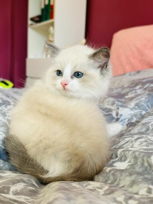 Ragdoll kocurek Rag a 03 . Hodowla Lagooneyes